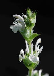 Image result for Salvia hispanica