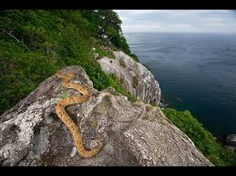 Download and use 200+ snake stock photos for free. Snake Island In Brazil 2014 Youtube