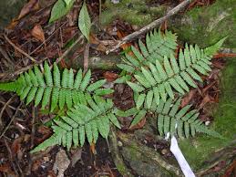 Image result for Ctenitis