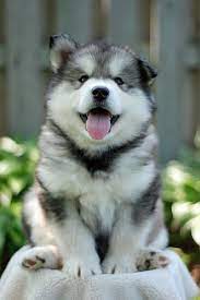 Puppy Husky Cute Animals Puppies Cute Husky Puppies