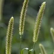 Image result for Setaria italica