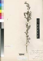 Image result for Indigofera lupatana