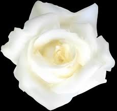 We did not find results for: White Rose Transparent Clip Art Gallery Yopriceville High Quality Images And Transparent Png Free Clipart