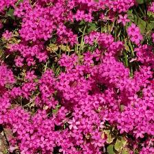 Image result for Oxalis debilis