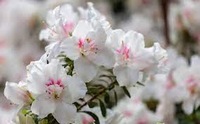 The delaware valley azalea adds pure white color to the landscape. 12 Different Types Of Azaleas And Why They Re Good For Your Garden Home Stratosphere