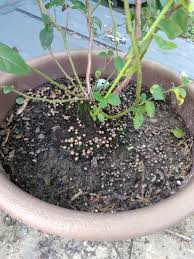 Cover the infected botrytis plant material with at least a foot of soil. Help Unknown Fungus I Think In Blueberry Soil Fungi Forum At Permies