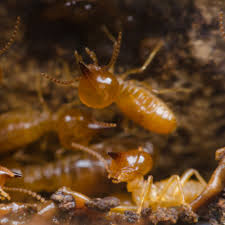 Pest protection helps tennessee homeowners and business owners lead better lives. Termites Facts Every Homeowner Needs To Know Nashville Tn
