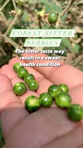 Image result for Solanum anguivi