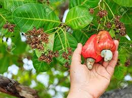 Maybe you would like to learn more about one of these? Creative Farmer Live Plant Cashew Nut Godambi Exotic Rare Garden Plant 1 Healthy Live Plant Amazon In Garden Outdoors