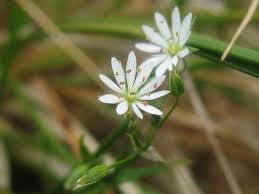 Image result for Stellaria sennii