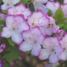 To get your white azalea flowers to bloom blue flowers again, review the plant's growing conditions and soil. Jars V63n2 Overlooked Glenn Dale Azaleas