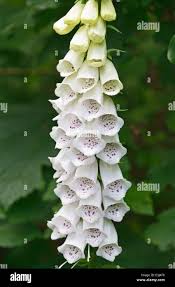 Image result for Digitalis purpurea alba/ red spots