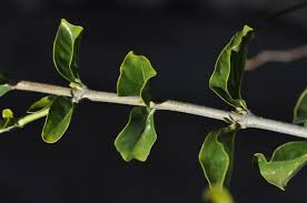 Image result for Coddia rudis