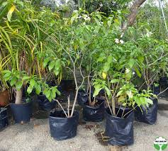 Image result for Tabernaemontana crassa