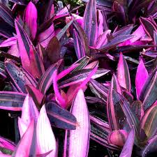 Image result for Tradescantia pallida