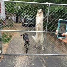 Borzoi literally means fast. they're otherwise known as russian wolfhounds (not to be confused with a greyhound) or walking clouds (ain't that cute?). Tall Doggo Oddlyterrifying