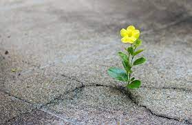 Why Is Hope So Important Understand The Deeper Meaning Of Hope Growing Flowers Yellow Flowers Flowers