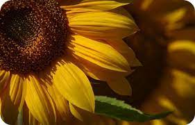 Symbolic Sunflower Meaning Planting Sunflowers Flowers Sunflower