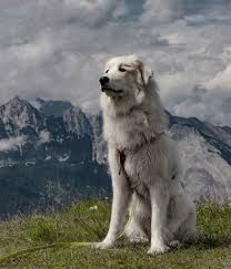 pin by nikolaj aleksandrovich on sobaki in 2021 polar bear dogs animals