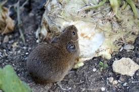 Der igel sucht im boden nach nahrung und wühlt dabei die erde auf, wodurch trichterförmige löcher im garten entstehen können. Welche Tiere Bauen Hohlen Im Garten Tierbau Im Boden Neu Outdoorando