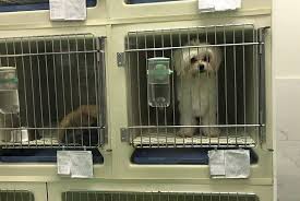 Paramus puppy spa is located in saddle brook city of new jersey state. Humane Society Of The United States Puppy Mill Investigation In New Jersey Pet Stores People Com