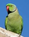 pictures of 2 parrots talking videos