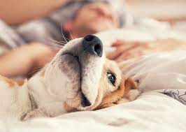 Es buena idea que tu perro duerma en tu cama? 
