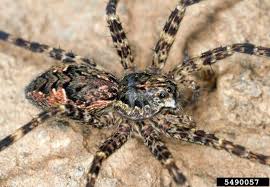 Jul 25, 2021 · spider lake chain is a 5 lake chain located 15 miles northeast of hayward, in northwest wisconsin. Don T Panic Over Brown Recluse Spiders In Michigan Landscaping