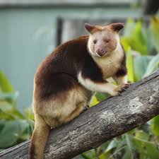 Tree Kangaroo Animals Rainforest Animals List Australia Animals