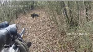 Maybe you would like to learn more about one of these? Compilation De Chasse Au Sanglier