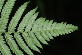 Image result for Diplazium zanzibaricum