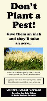 Be sure to provide a minimum of six hours of sun to see these flowers at their best, and know that the more you can give them, the bigger, healthier, and happier they will be. Don T Plant A Pest Central Coast California Invasive Plant Council