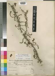 Image result for Ormocarpum