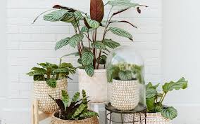 Image result for Calathea