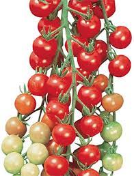 Because the plant can grow quite large, a good staking system or tomato cage is necessary. Amazon Com Burpee Super Sweet 100 Hybrid Cherry Tomato 50 Seeds Garden Outdoor