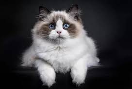 Ragrugdoll, green stripes a6 (105 x 148mm) folding greeting card and a white envelope. 8 Cat Breeds With Blue Eyes Cat World
