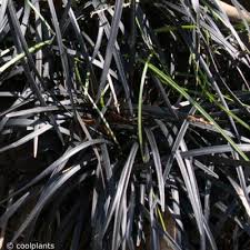 Image result for Chlorophytum krookianum