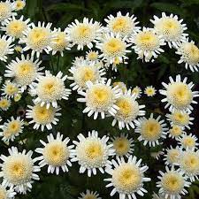 Tanacetum Parthenium Selma Star Seeds Double Feverfew Feverfew Plant Feverfew Seeds