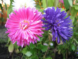 Asters Google Search Cicek