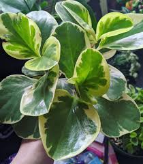 Image result for Peperomia bangroana