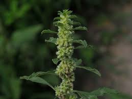 Image result for Amaranthus thunbergii
