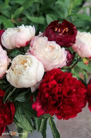 They (ants) play role in opening of the flower buds and provide protection against harmful insects. Perfect Peonies How To Grow Harvest And Show Off Garden Peonies Garden Therapy