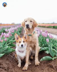 Golden Retriever And Welsh Corgi Dogs Photography Corgi Golden Retriever Golden Corgi