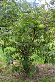 Image result for Aristida stipitata