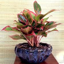 Buy Indoor Plants Online From Nurserylive At Lowest Price Plants Buy Indoor Plants Cactus House Plants