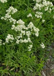 Image result for Galium ossirwaense