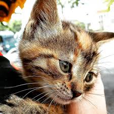 He Is One Of The Newborn Kitten In Acibadem Acibadem De Yeni Dogan Cocuklardan Biri Cat Cats Catlove Meow Caturday Newborn Kittens Cats Cat Love