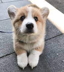 Creds Https Ift Tt 2jswaf0 Cute Animals Cute Baby Animals Funny Animals