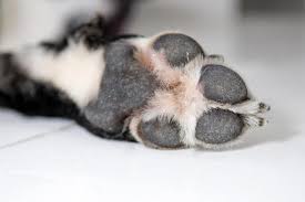 Do Your Dog S Feet Smell Like Corn Chips Dog Allergies Dogs Dog Paws