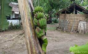 Check spelling or type a new query. Unik Buah Pisang Di Magelang Muncul Di Tengah Batang